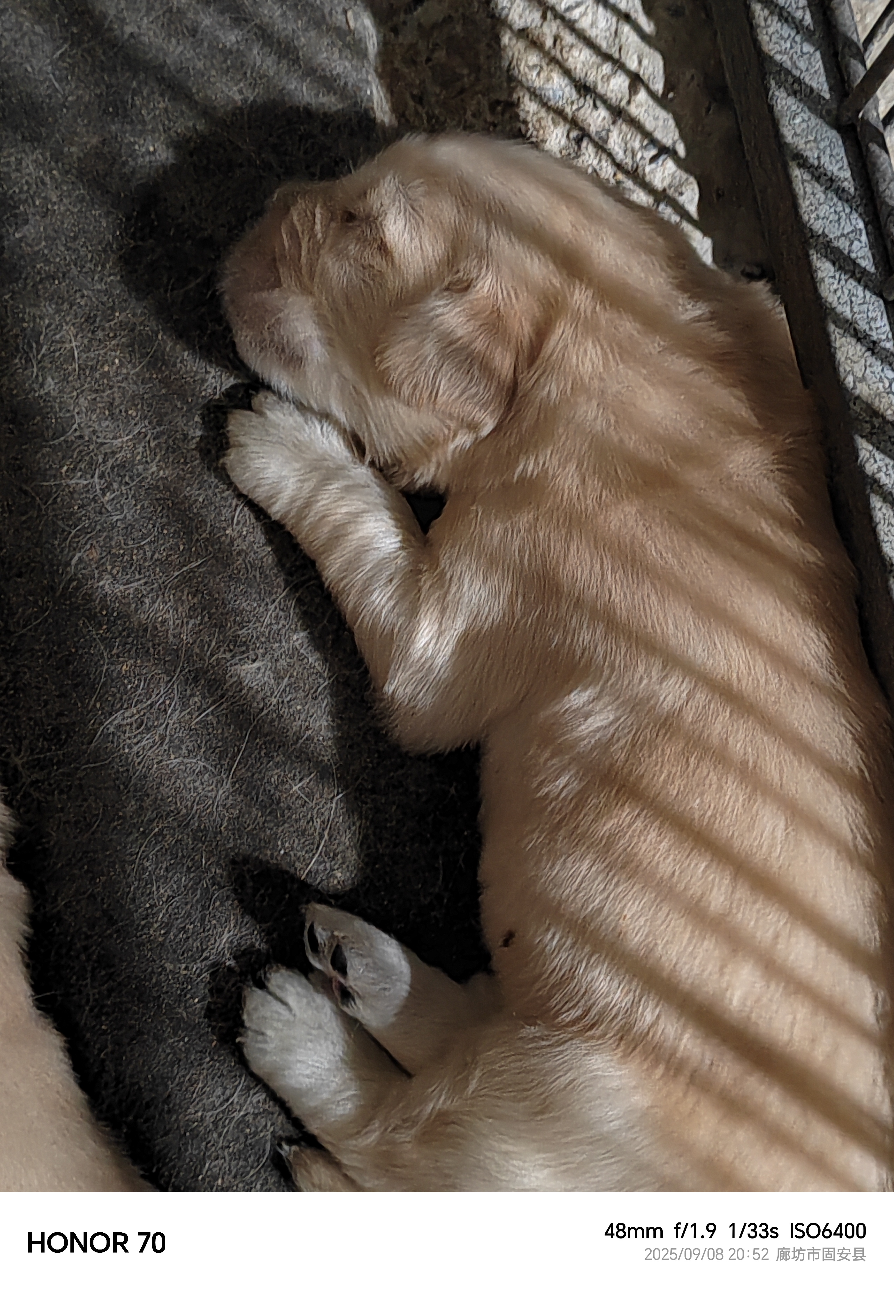 预订金毛幼犬